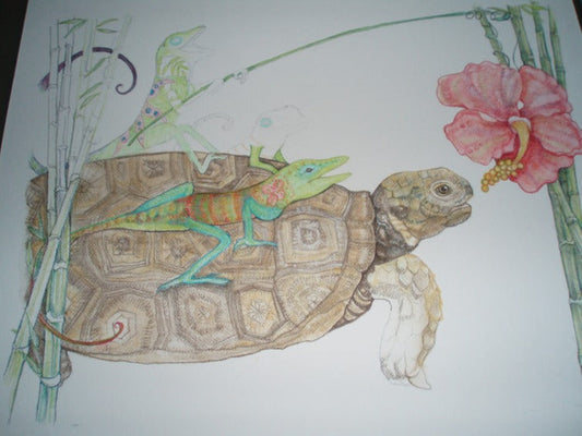 Tortoises & Tortoises...